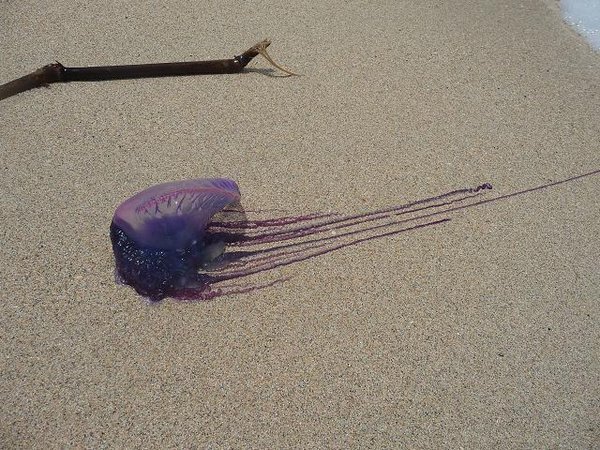 At least these jellyfish are easy to spot 