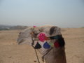 Ammi's camel