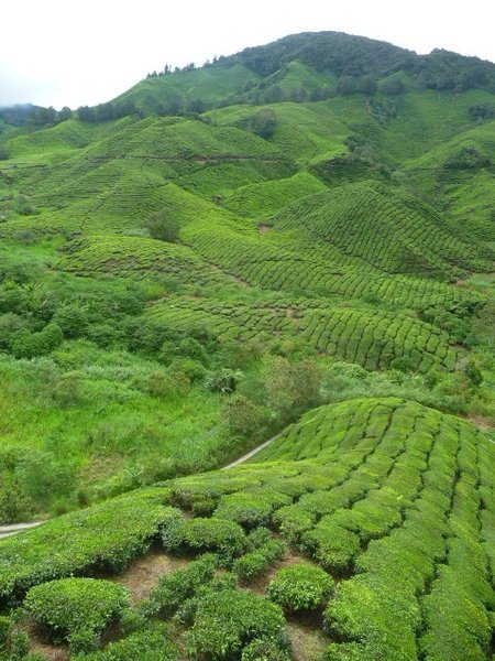 B.O.H. Tea Plantation
