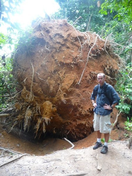 This is the underside of a huge tree that fell over