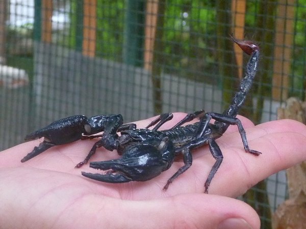 Apparently the bigger the scorpion the less dangerous it is (or so they told me).
