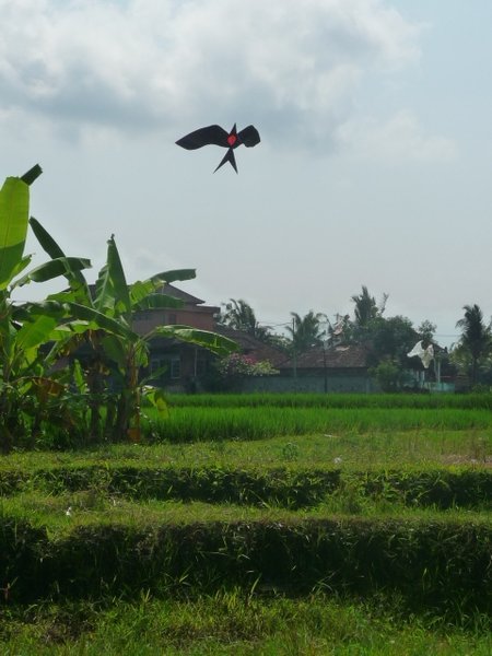 Giant kite over rice paddies