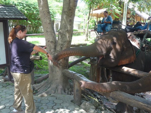 Ammi feeding the elephants sugarcane