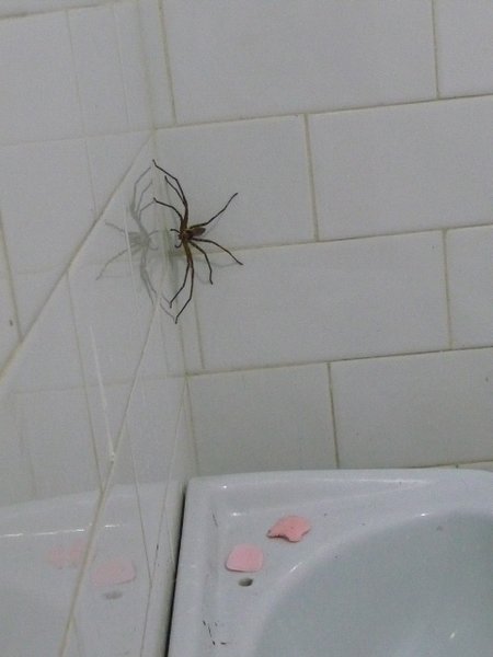 Yeah, imaging waking up to this guy in your bathroom!