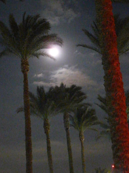 Moonlight Palms