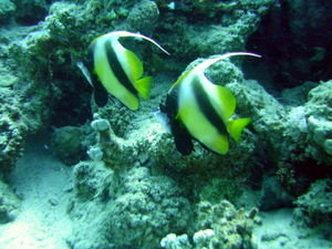 Underwater Dahab
