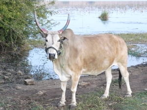 Hindu Sacred Cow