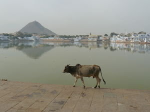 Pushkar Sacred Lake