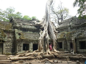 Trees Grow Through Ancient Temples