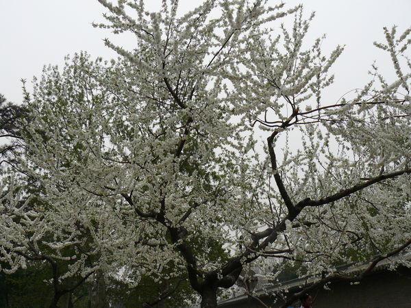 Beijing Blossom