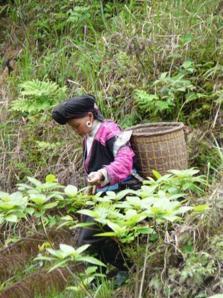 Yao Tribeswoman Working In The Hills