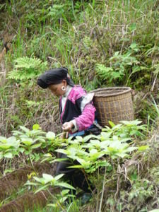 Yao Tribeswoman Working In The Hills