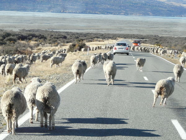 Driving Sheep