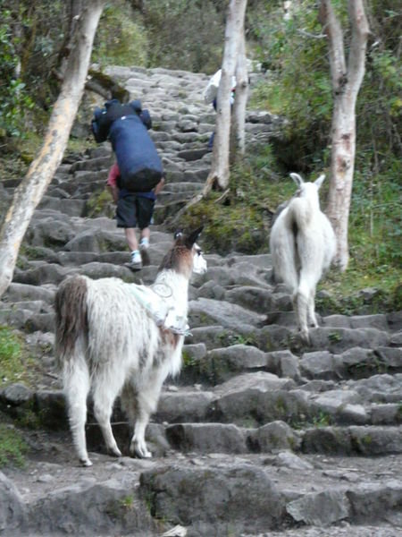 Lama Inca Chase