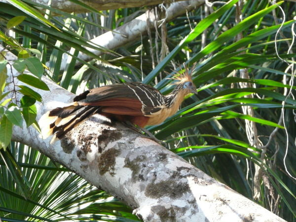 Hoatzin - A Prehisic Chiken That Mates For Life And Has Sex For Fun...