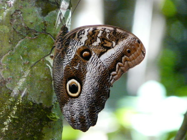 Jungle Giant Butterfly