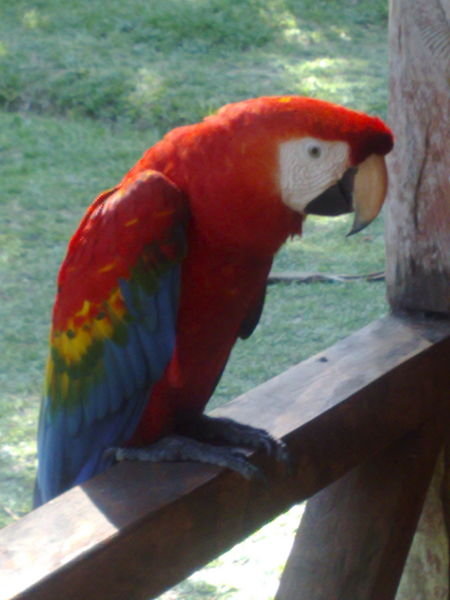 The Amazon Scarlett Macaw - Hello Tony