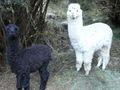 Alpaca Black Sheep Of The Family