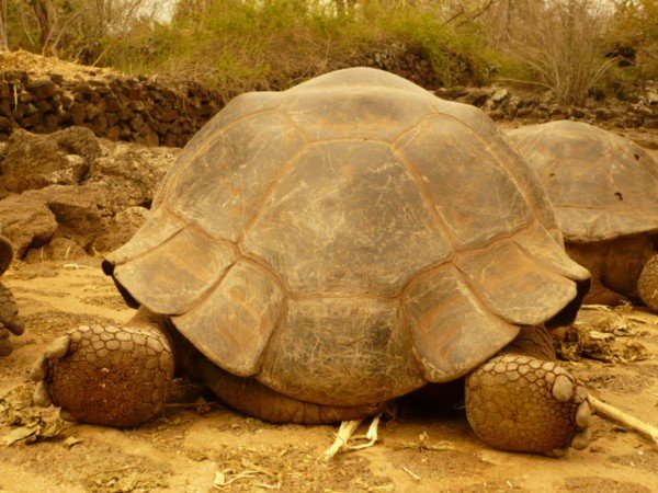 Giant Tortoise Bum!