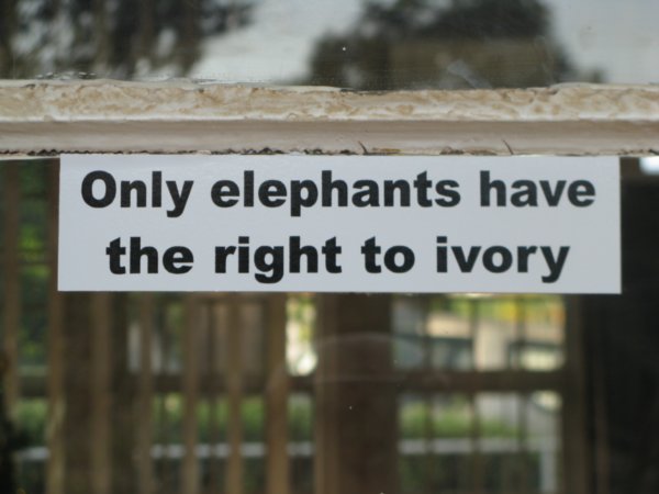 No Ivory For You! 