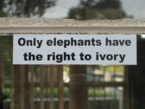 No Ivory For You! 