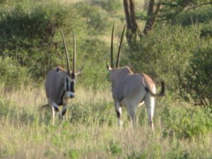 Two Oryx 