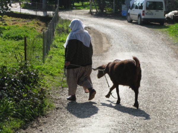 Walking a Goat
