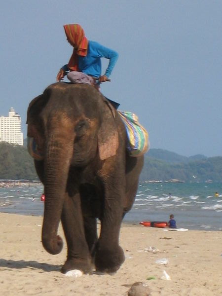 Elephant Walking the Beach