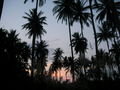 Coconut Groves on Ko Chang