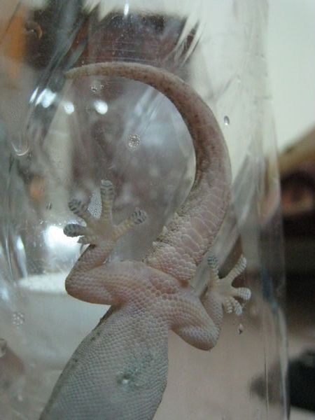Gecko in a bottle