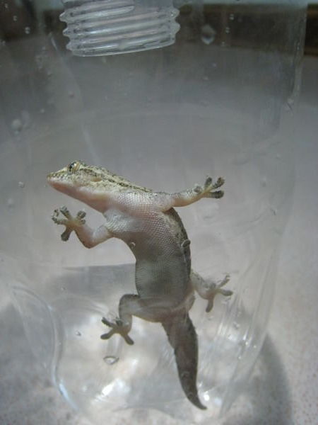 Gecko in a bottle
