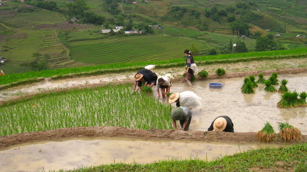 Rice Paddy People!