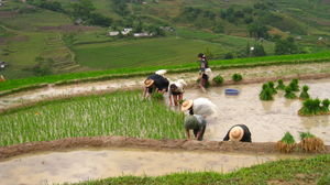 Rice Paddy People!