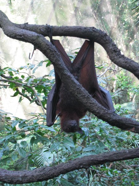 Sumatran Fruit Bat
