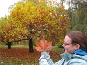 Ginormous Maple Leaf