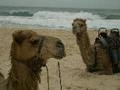 Camels On the Beach