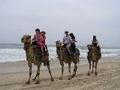 Us on Camels