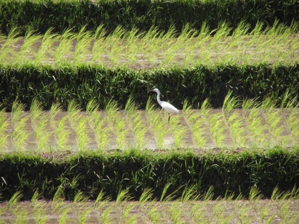 Bird in the paddy fields