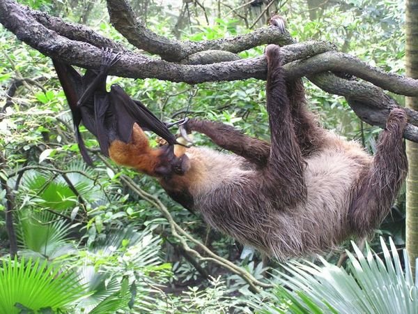 Fruit bat & Sloth