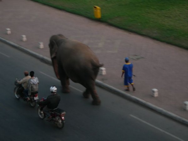Elephant on his way to work!