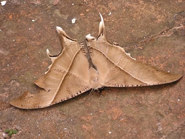 Another Moth at That Chomsi