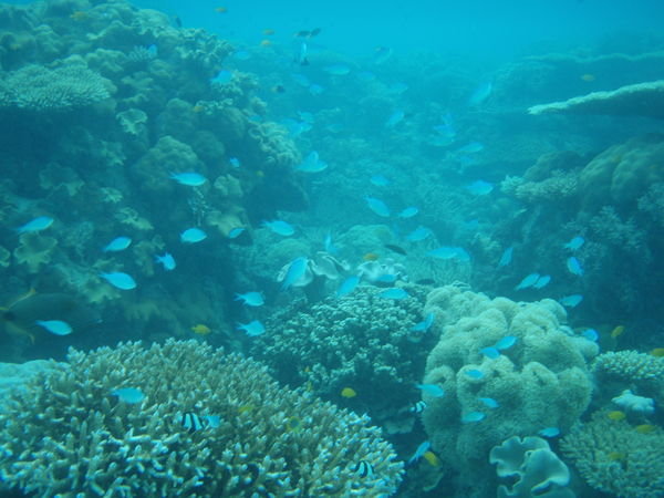 More fish and corals ;)