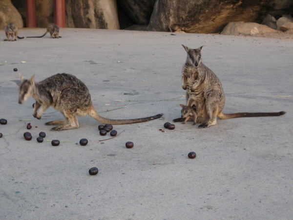 Rock wallabee with a baby :)