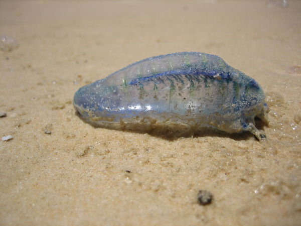 And just one blue jellyfish