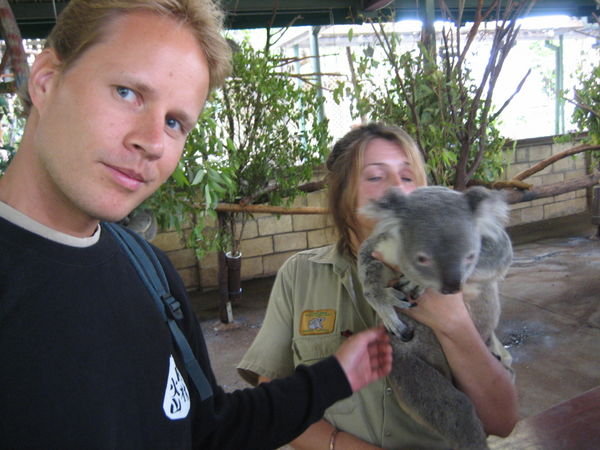 Action photo with koala