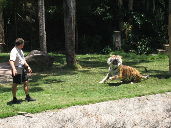 Tiger catching a piece of meat in midair