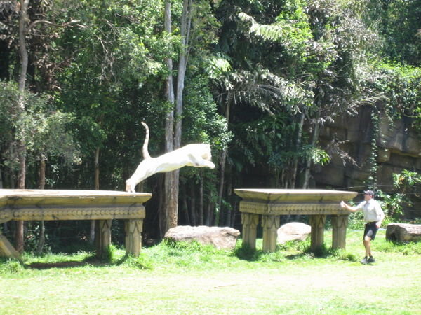 And a whiter tiger jumping