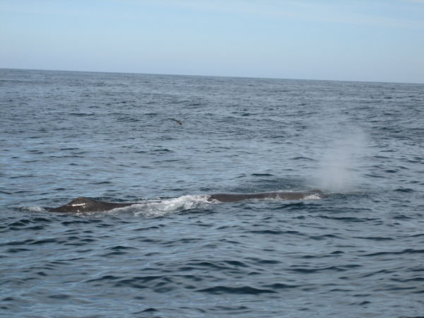 Whale ! | Photo
