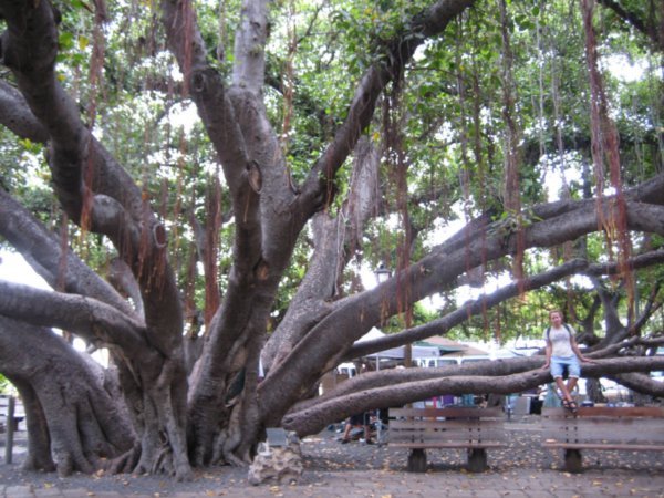 USA's biggest banyan tree