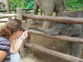 Lampang - Elephant Sanctuary
